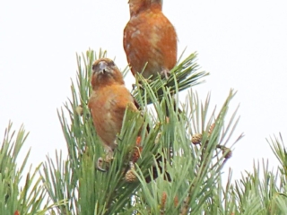 Crossbills, Chobham Common (T Edie).