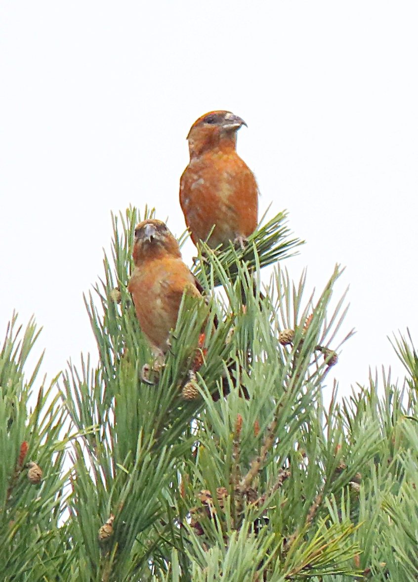 Crossbills, Chobham Common (T Edie).