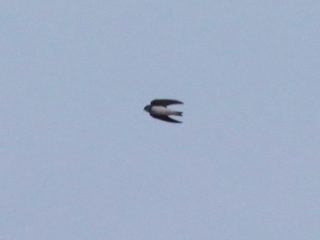 Sand Martin, Holmethorpe SP (G Hay).