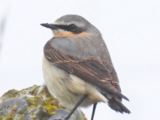 Wheatear, Beddington Farmlands (A Harding).