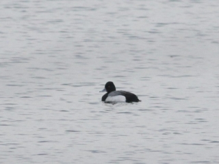 Lesser Scaup, Walton Reservoir (D Harris).
