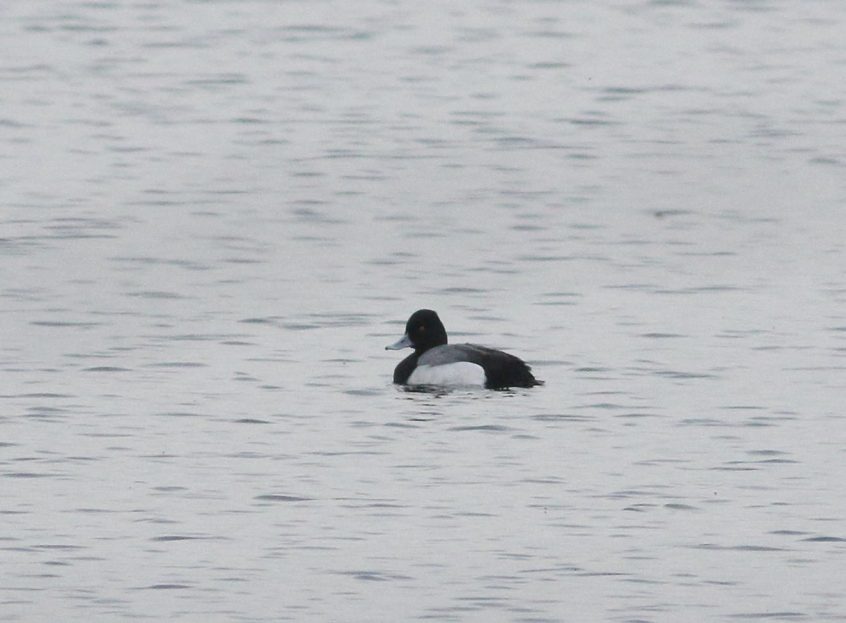 Lesser Scaup, Walton Reservoir (D Harris).
