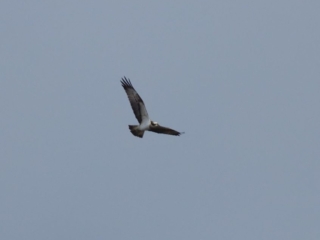 Osprey, Britten's Pond (M Fincham).