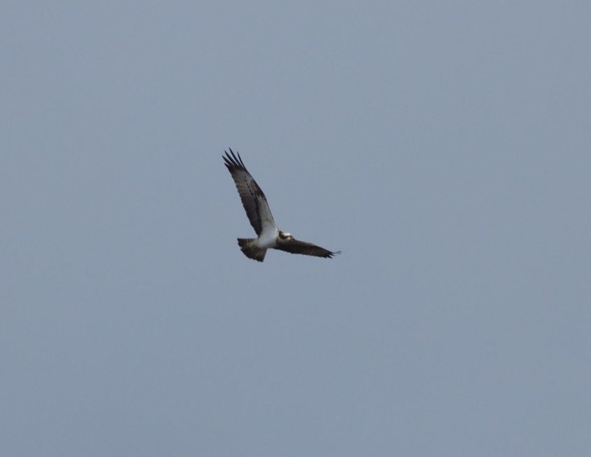 Osprey, Britten's Pond (M Fincham).