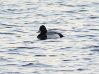 Lesser Scaup, Walton Reservoir (D Harris).