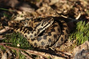 Adder, Thursley Common (R Fisher).