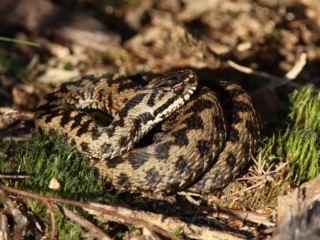 Adder, Thursley Common (R Fisher).