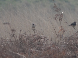 Wheatears, Richmond Park (M Read).