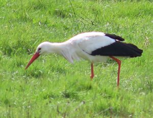 White Stork, Unstead Water Meadows (D Smith).