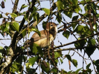 Garden Warbler, Blackheath (K Britten).