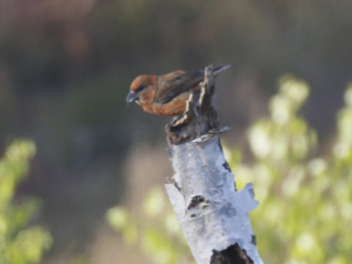 Crossbill, Thursley Common (K Britten).