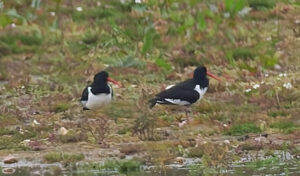Oystercatchers, Tice's Meadow (R Wright).
