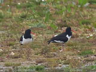 Oystercatchers, Tice's Meadow (R Wright).