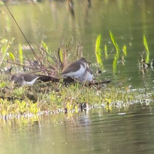 Common Sandpipers, Tice's Meadow (K Duncan).
