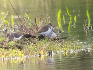Common Sandpipers, Tice's Meadow (K Duncan).