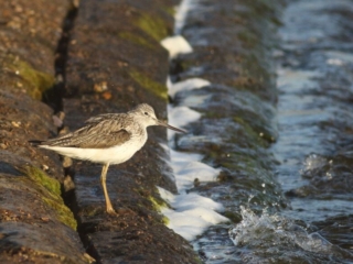 Greenshank, Island Barn Reservoir (D Harris).