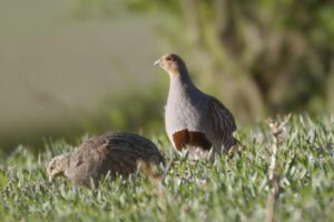 Grey Partridges, Pewley Down (K Britten).