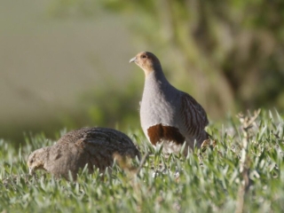 Grey Partridges, Pewley Down (K Britten).