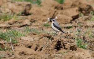 Wheatear, Milford (D Brassington).