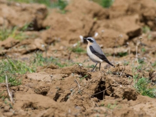 Wheatear, Milford (D Brassington).