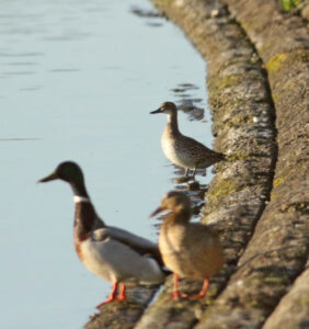 Garganey, Island Barn Reservoir (D Harris).