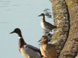 Garganey, Island Barn Reservoir (D Harris).