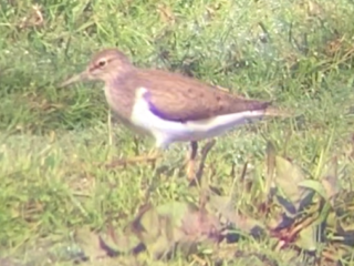 Common Sandpiper, Holmethorpe SP (T Ledger).