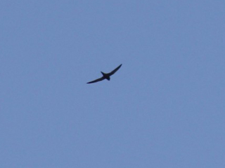 Swift, Unstead SF (K Britten).