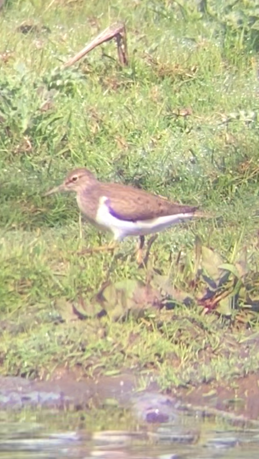 Common Sandpiper, Holmethorpe SP (T Ledger). Common Sandpiper, Holmethorpe SP (T Ledger).