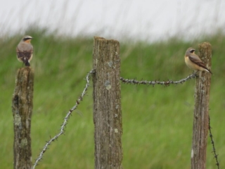 Wheatears, Burgh Heath (P Goodman).