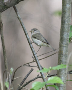 Siberian Chiffchaff, Chiddingfold Forest (E Stubbs).