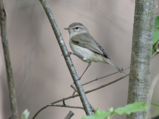 Siberian Chiffchaff, Chiddingfold Forest (E Stubbs).