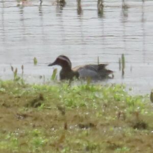 Garganey, Tice's Meadow (G Sharples).