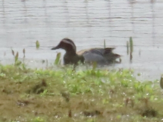 Garganey, Tice's Meadow (G Sharples).