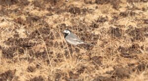 White Wagtail, Holmethorpe SP (G Hay).