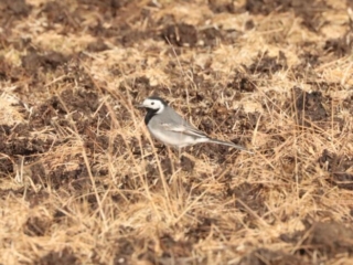 White Wagtail, Holmethorpe SP (G Hay).