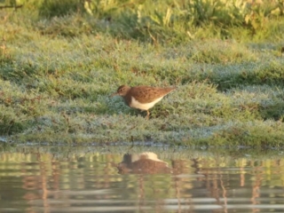 Common Sandpiper, Holmethorpe SP (G Hay).