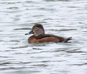 Ring-necked Duck, Alfold (G Sharples).