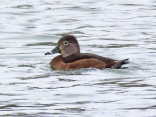 Ring-necked Duck, Alfold (G Sharples).