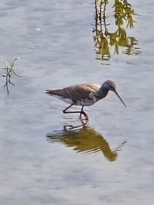 Spotted Redshank, London Wetland Centre (J Cass).