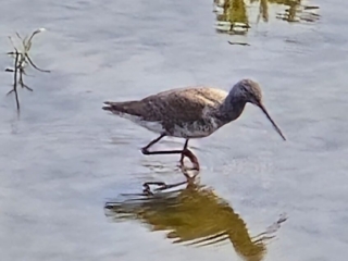 Spotted Redshank, London Wetland Centre (J Cass).