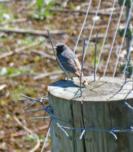 Black Redstart, London Wetland Centre (J Reeves).
