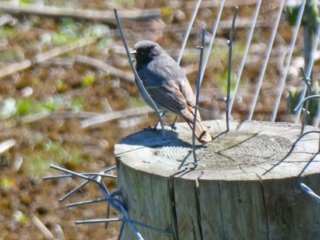 Black Redstart, London Wetland Centre (J Reeves).