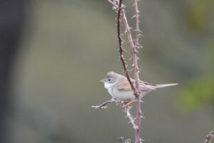Whitethroat, Richmond Park (M Read).