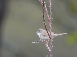 Whitethroat, Richmond Park (M Read).