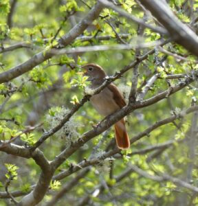Nightingale, Milford Common (J Reeves).