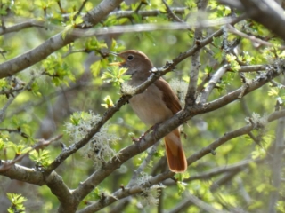 Nightingale, Milford Common (J Reeves).