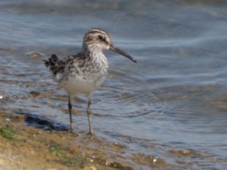 Broad-billed Sandpiper, QE2 (C Turner).