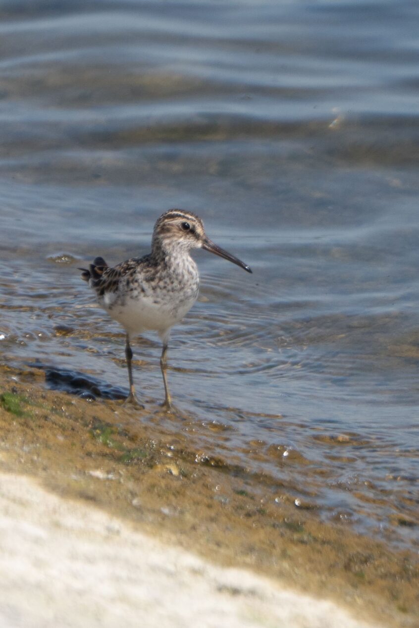 Broad-billed Sandpiper, QE2 (C Turner).