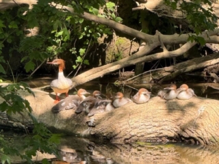 Goosander family (T Yeomans).